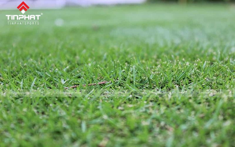 Cỏ Zoysia thích hợp với những sân vận động có cường độ trung bình đến thấp