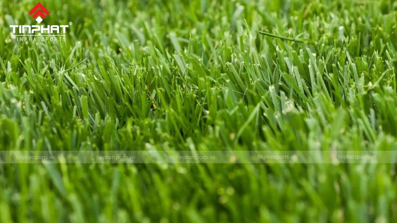 Cỏ Fescue thích hợp để trồng tại những nơi có khí hậu lạnh nhờ khả năng chịu lạnh và chịu hạn tốt