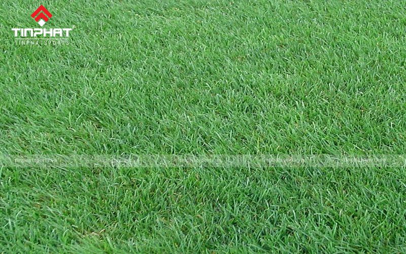 Cỏ Ryegrass thường được sử dụng tạm thời để thay thể các loại cỏ khác nhờ tốc độ mọc nhanh và độ bền cao