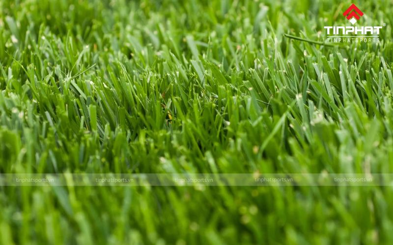 Fescue có lá cỏ cứng, màu xanh đậm và thân cỏ mọc thẳng đứng