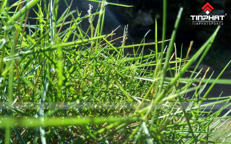 Cỏ Bentgrass lá mảnh, mọc sát đất và thân cỏ ngắn, phân nhánh mạnh