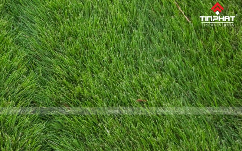 Cỏ Zoysia có lá hẹp, dài khoảng 1-3 cm