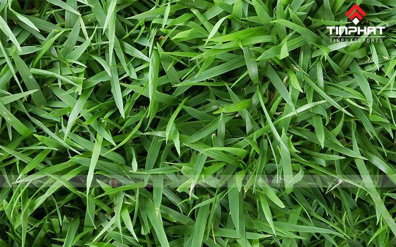 Cỏ Zoysia thích hợp trồng ở địa hình dốc